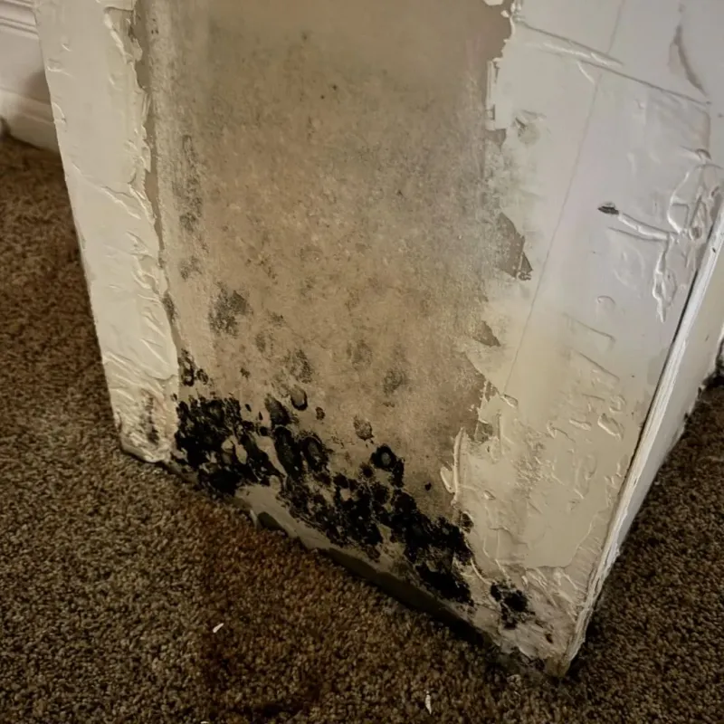 Professional Mold Removal in Plymouth, MA